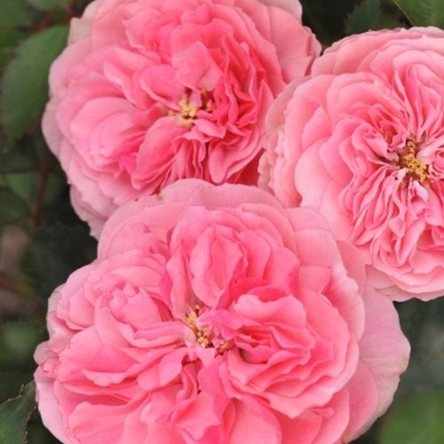 Rosa Allure™ - rózsaszín - Csokros virágú - magastörzsű rózsafa- bokros koronaforma